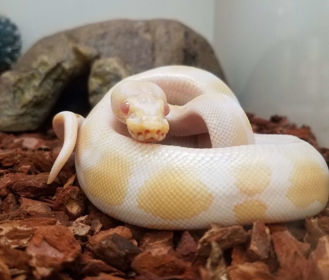 Albino Ball Python Care Guide Price, Breeding, & Colors