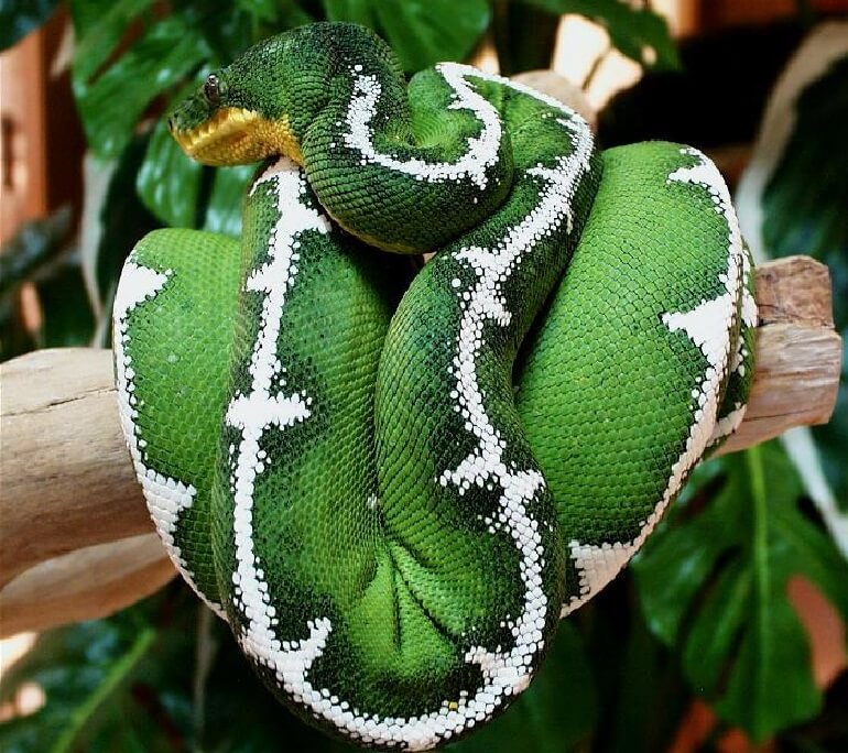 Amazon Tree Boa Care Guide Diet, Price, Colors & More