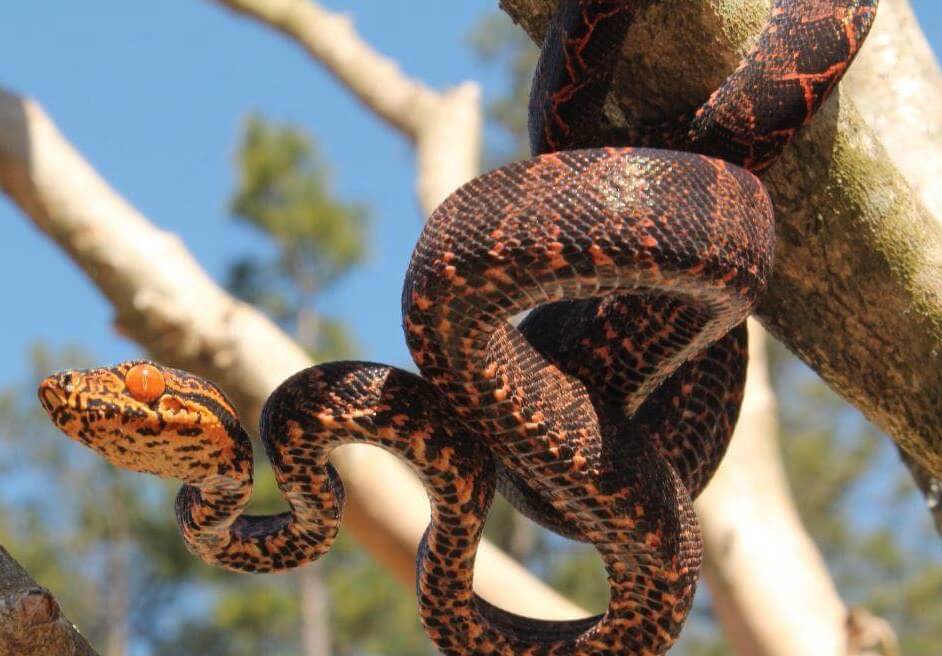 Amazon Tree Boa Care Guide Diet, Price, Colors & More