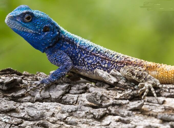 Agama Lizard Care Guide & Species Profile