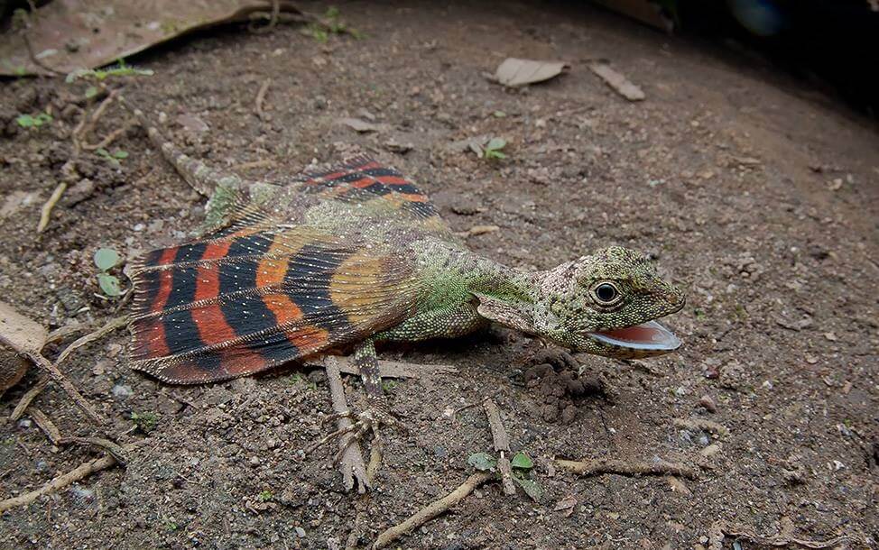 Draco Lizard Care Guide & Species Profile