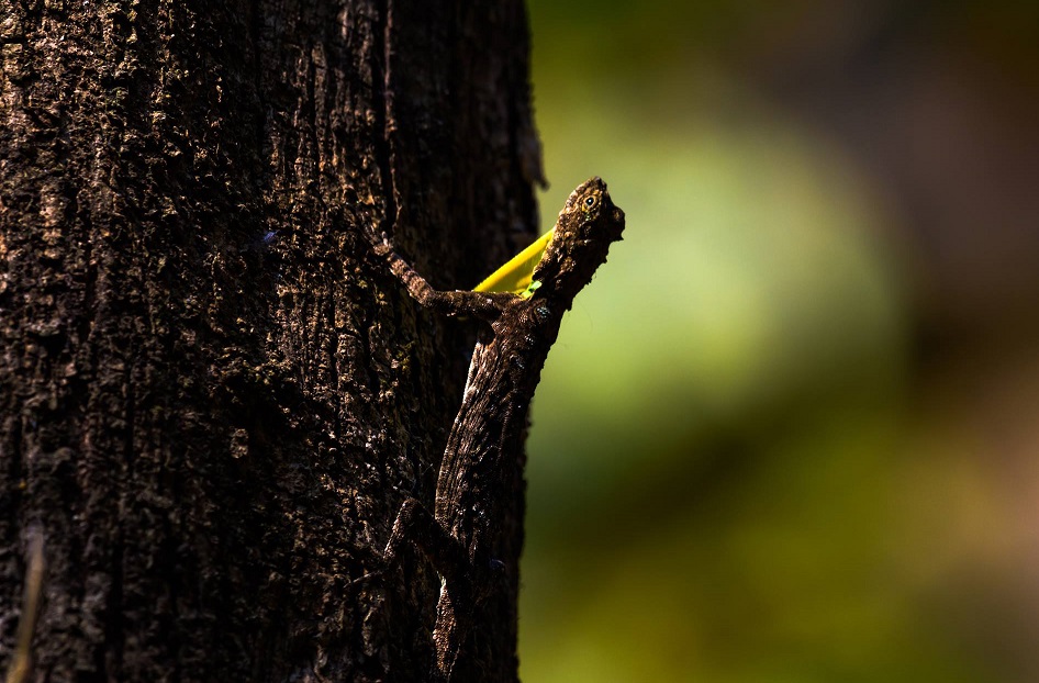 Draco Lizard Care Guide & Species Profile