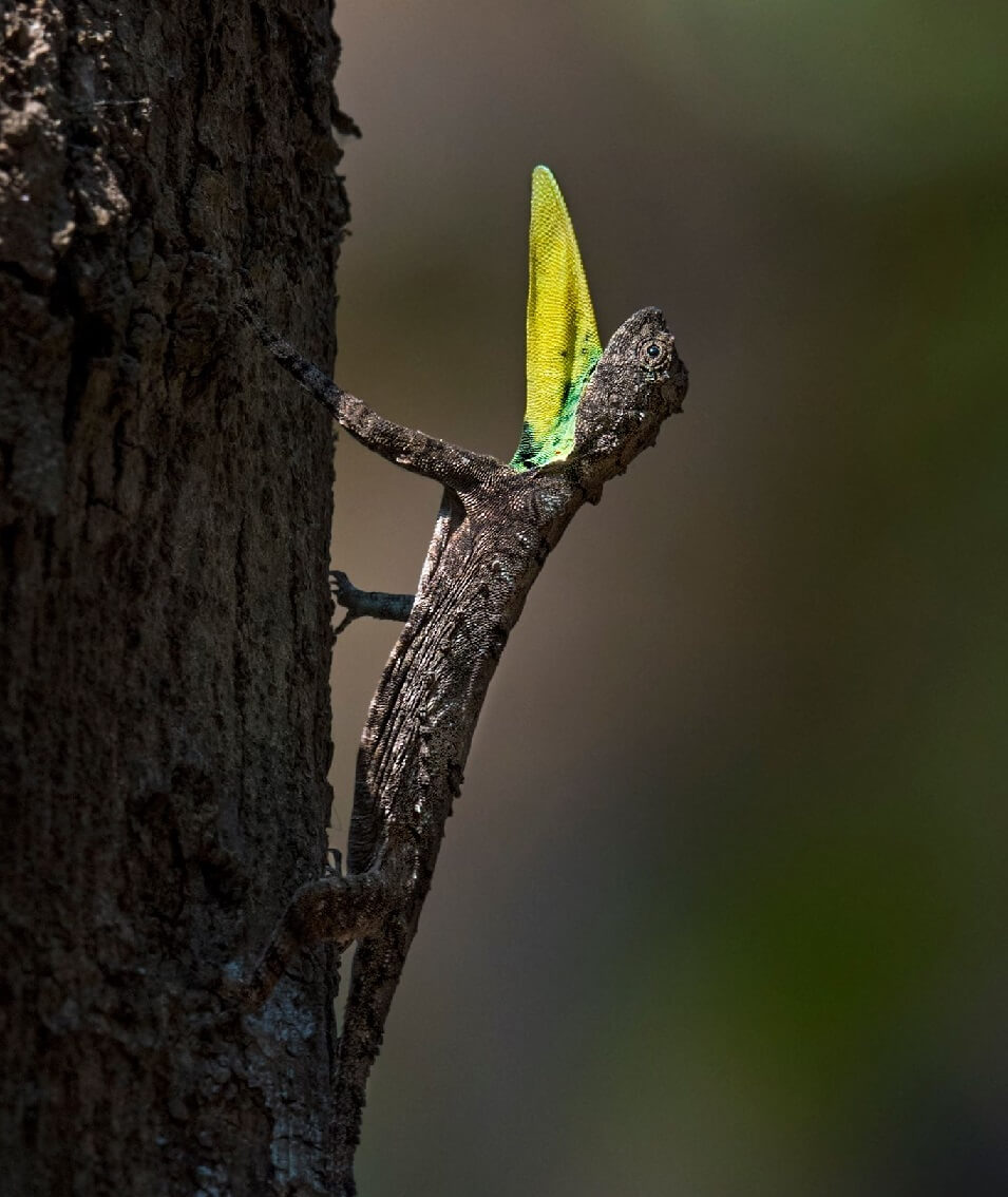 Draco Lizard Care Guide & Species Profile