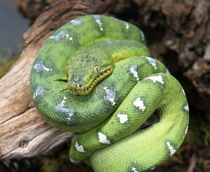 Emerald Tree Boa Care Manual, Habitat, Diet & Behavior - The Reptile Bay