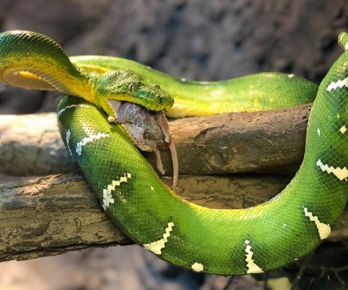 Emerald Tree Boa Care Manual, Habitat, Diet & Behavior