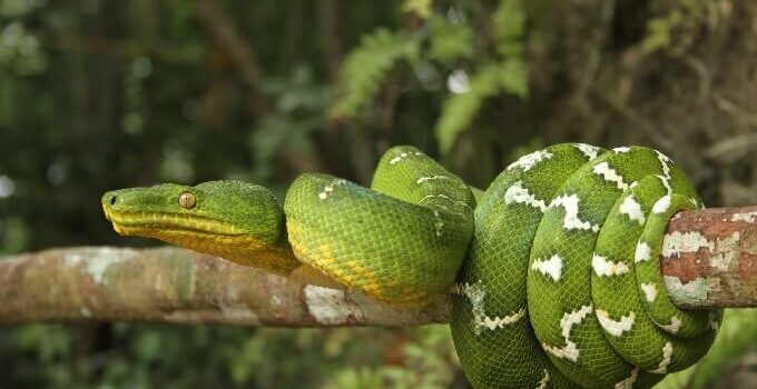 Emerald Tree Boa Care Manual, Habitat, Diet & Behavior