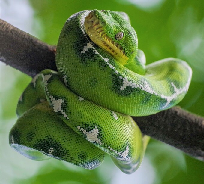 Emerald Tree Boa Care Manual, Habitat, Diet & Behavior