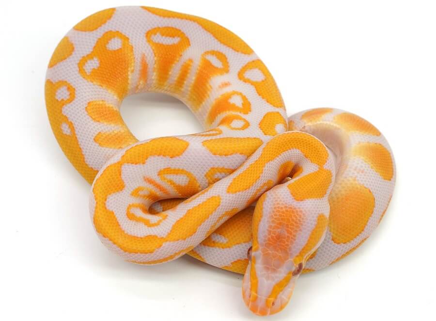 Albino Ball Python Care Guide: Price, Breeding, & Colors