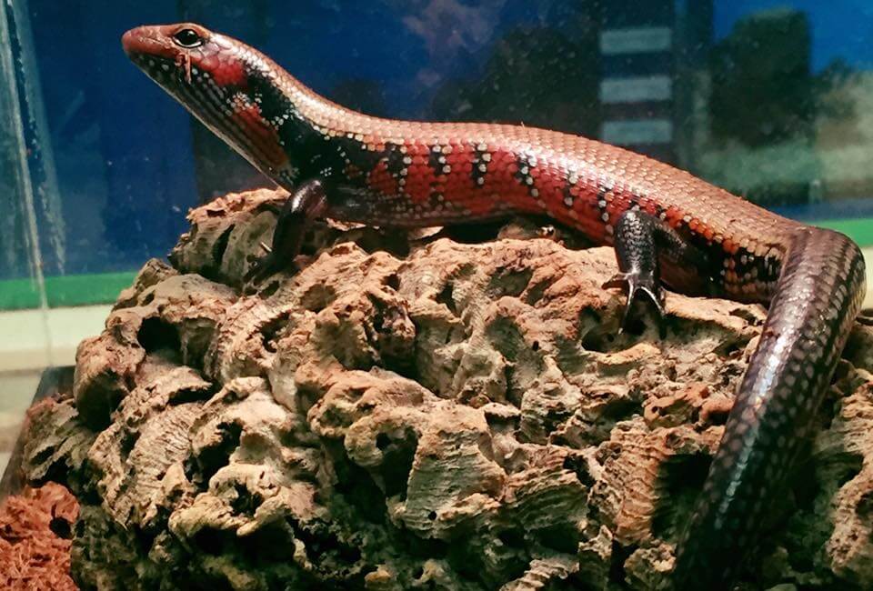 The Fire Skink Care Guide and Species Profile