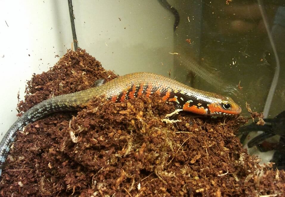 The Fire Skink Care Guide and Species Profile