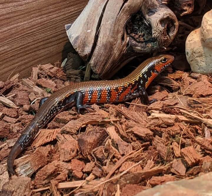 The Fire Skink Care Guide and Species Profile