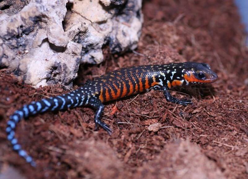 The Fire Skink Care Guide and Species Profile