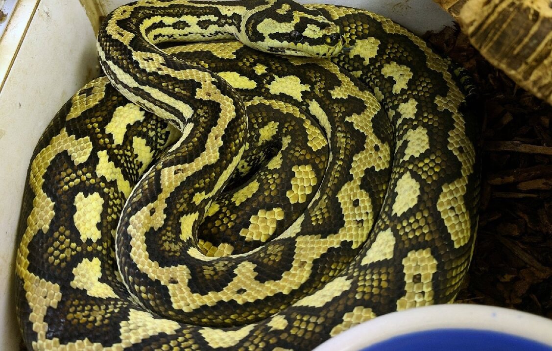 Carpet Python Care Guide: Size, Enclosure & Temperament - The Reptile Bay