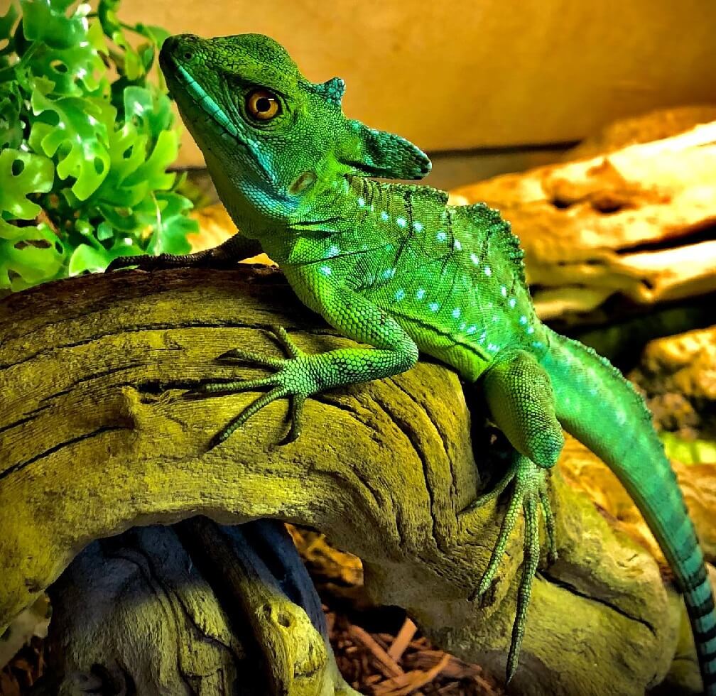 Green Basilisk Care Guide & Species Profile