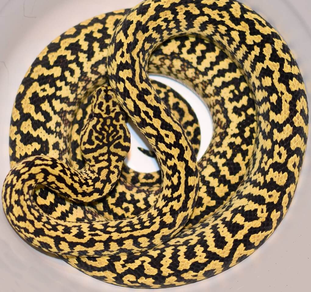 Carpet Python Care Guide: Size, Enclosure & Temperament - The Reptile Bay