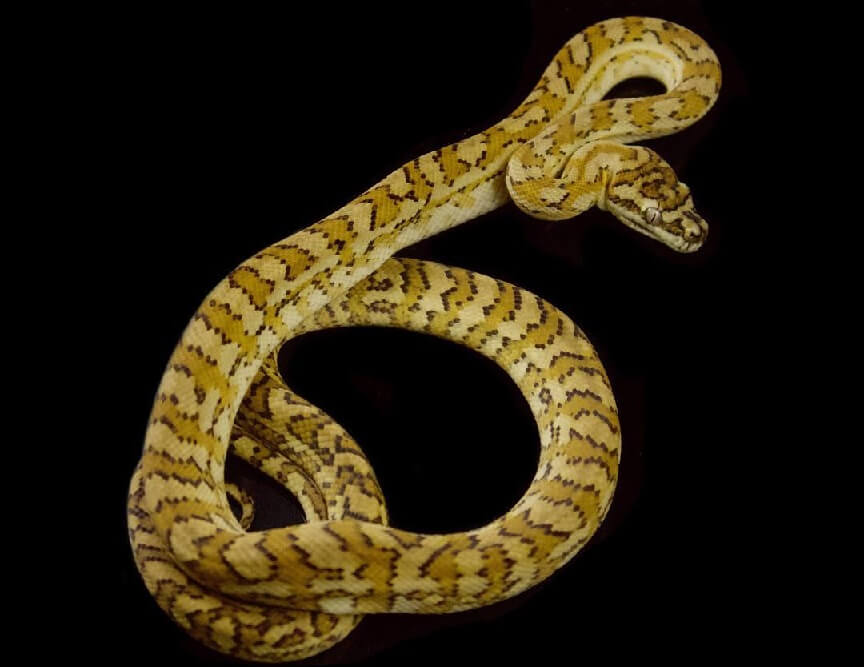 Carpet Python Care Guide Size, Enclosure & Temperament