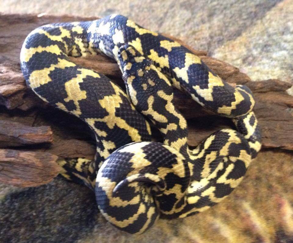 Carpet Python Care Guide: Size, Enclosure & Temperament
