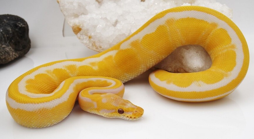 Albino Ball Python Care Guide: Price, Breeding, & Colors