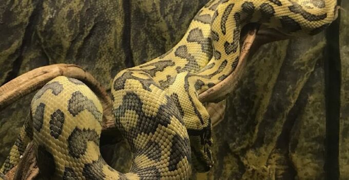 Carpet Python Care Guide: Size, Enclosure & Temperament - The Reptile Bay
