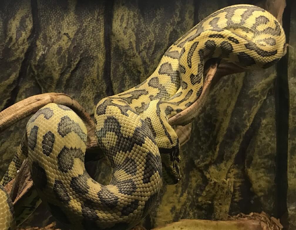Carpet Python Care Guide: Size, Enclosure & Temperament - The Reptile Bay