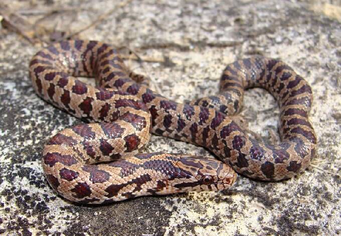 The Prairie Kingsnake: Care Guide and Species Profile