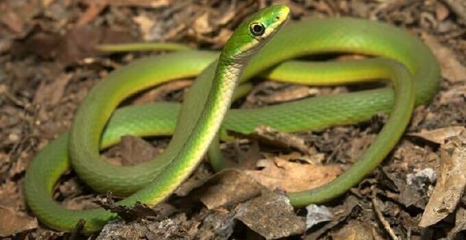 Rough Green Snake Care Guide: Habitat, Behavior & Diet