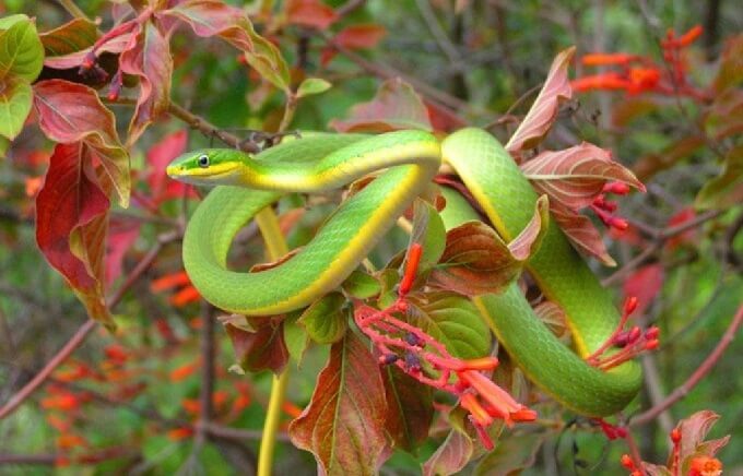 Rough Green Snake Care Guide: Habitat, Behavior & Diet