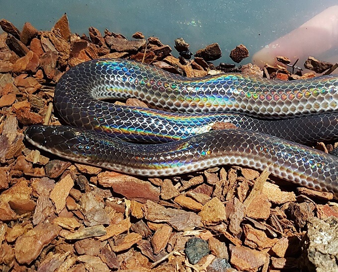 Sunbeam Snake Care Guide, Husbandry & Fact Sheet