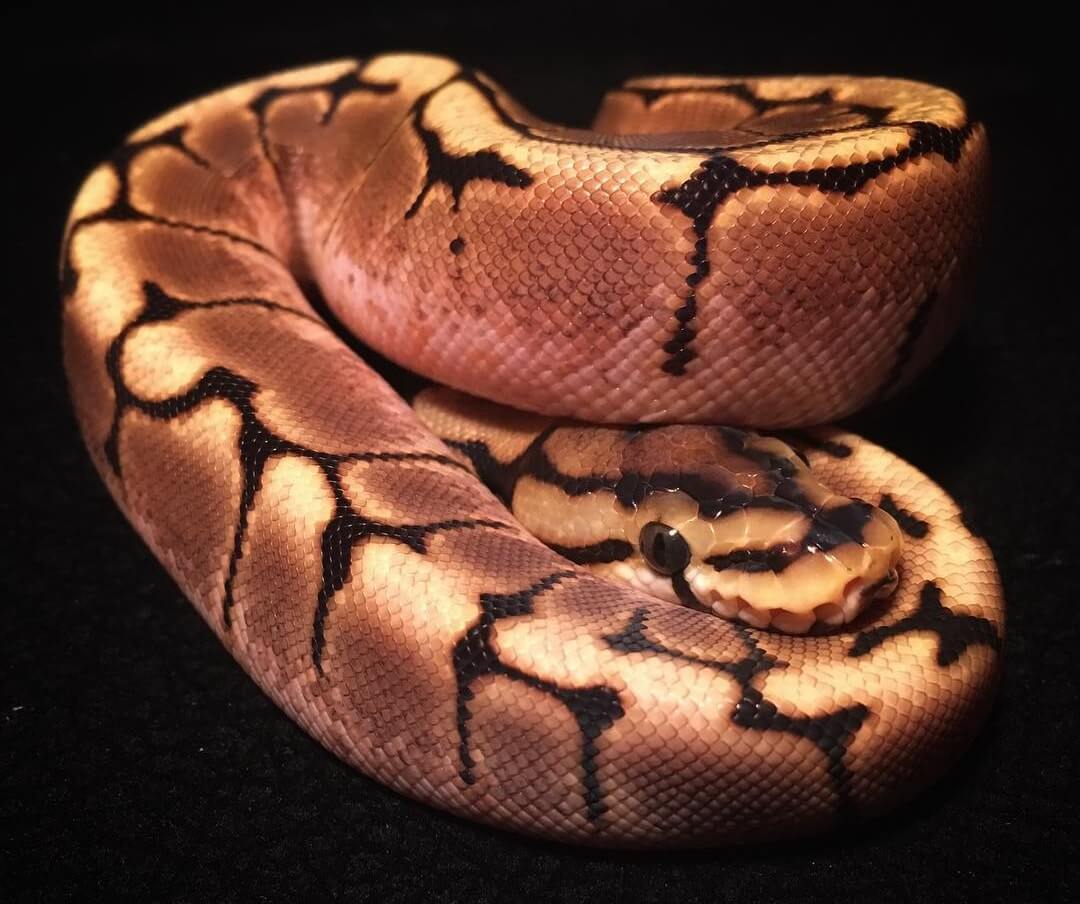 Spider Ball Python Care sheet for First-Time Owners