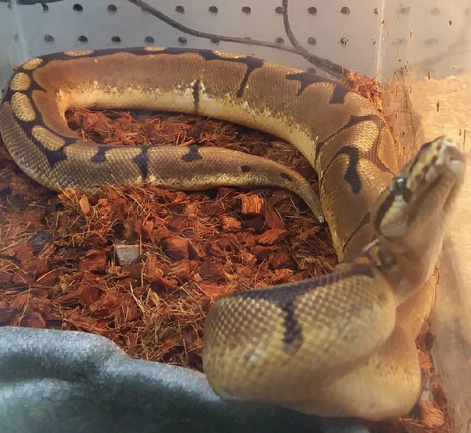 Spider Ball Python Care sheet for First-Time Owners