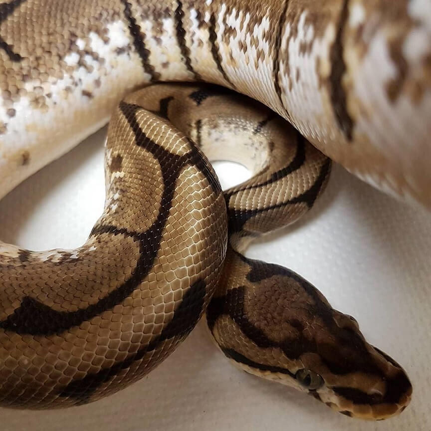 Spider Ball Python Care sheet for First-Time Owners