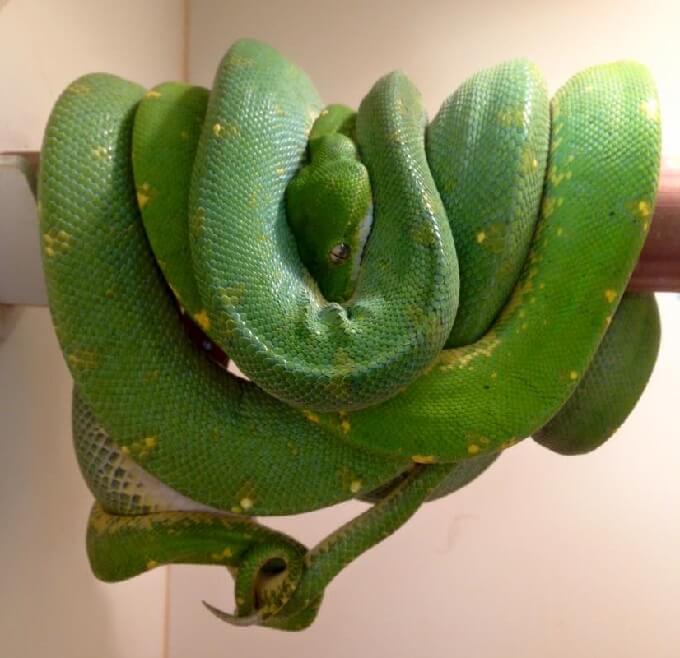 Green Tree Python Care Guide: Diet, Habitat & Behavior - The Reptile Bay