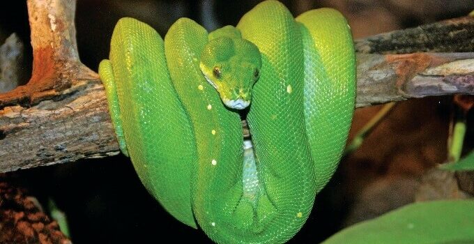 Green Tree Python Care Guide: Diet, Habitat & Behavior - The Reptile Bay