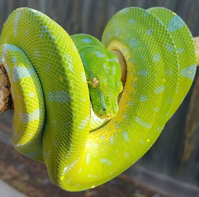 Green Tree Python Care Guide: Diet, Habitat & Behavior - The Reptile Bay