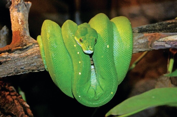 Green Tree Python Care Guide: Diet, Habitat & Behavior - The Reptile Bay