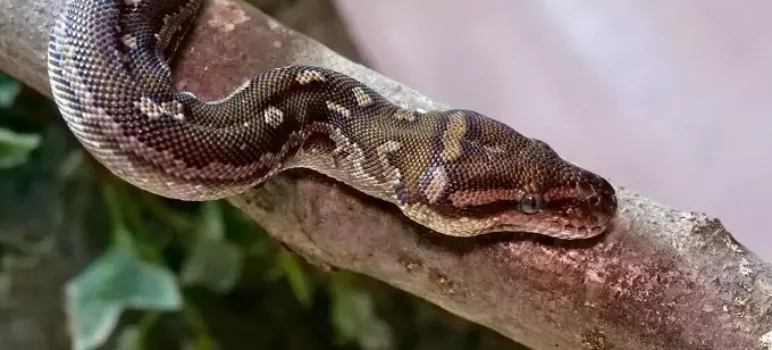 Care Instructions & Species Profile: Angolan Python