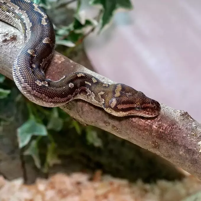 Care Instructions & Species Profile: Angolan Python - The Reptile Bay
