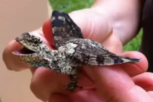 Care Instructions & Species Profile: Draco Volans