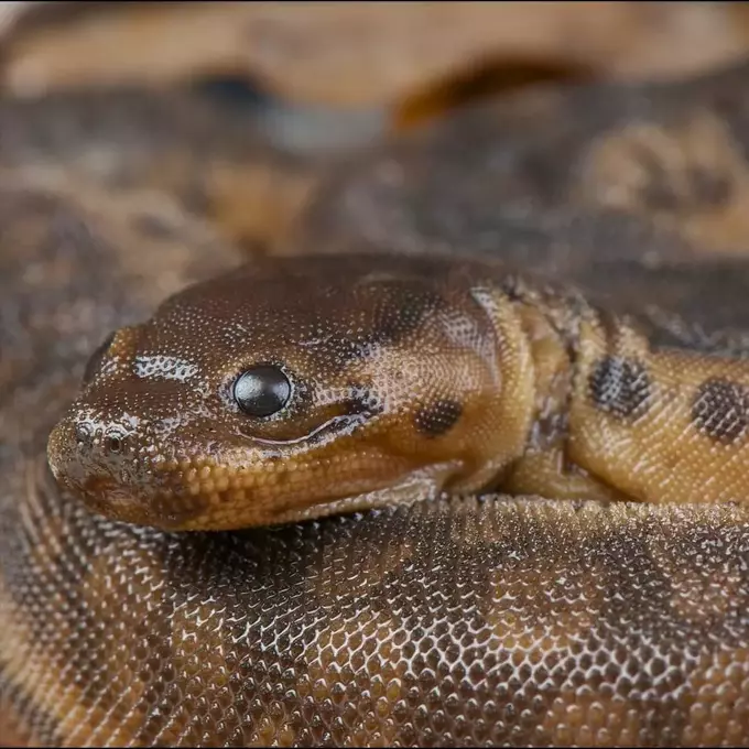 Elephant Trunk Snake Care: Species Profile and Everything You Need