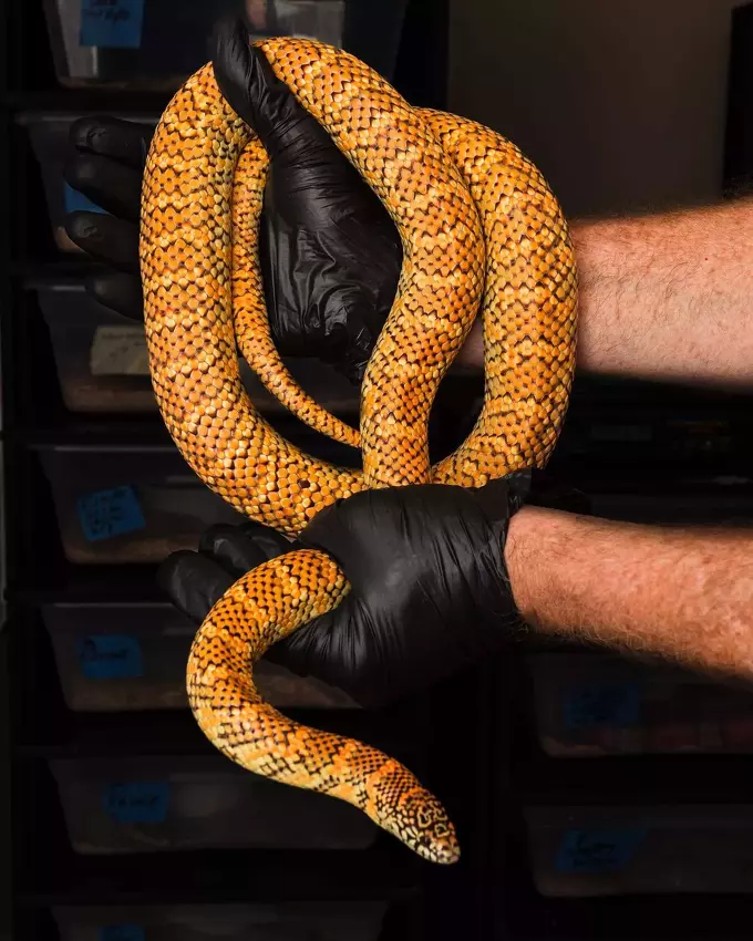 Care Instructions & Species Profile: Florida King Snake