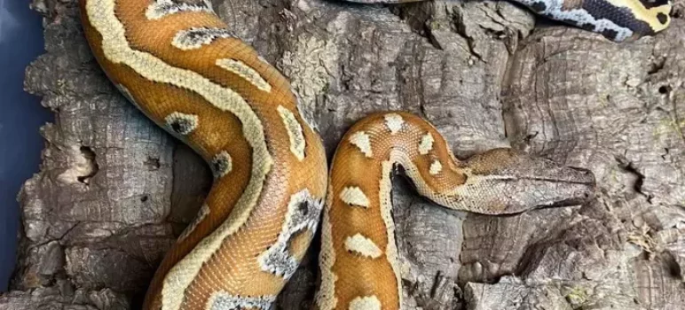 Short-Tailed Python: Everything Care Guide