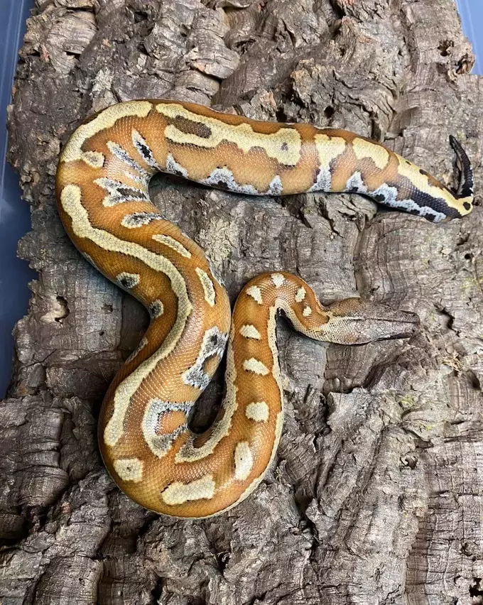 Short-Tailed Python: Everything Care Guide - The Reptile Bay