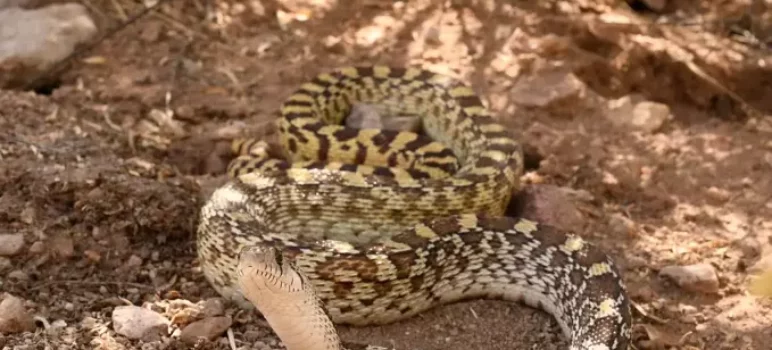 Care Instructions & Species Profile: Sonoran Gopher Snake