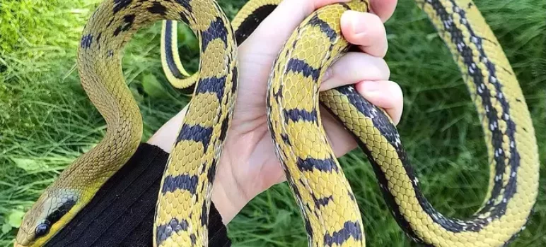 Care Instructions & Species Profile: Taiwan Beauty Snake
