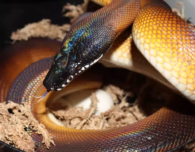 White Lipped Python: Species Profile and Care Instructions - The ...